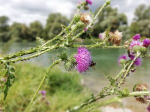 Distel in Neuenburg am Rhein